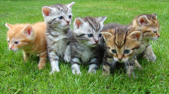 Which Are the Smallest Hypoallergenic Cats?