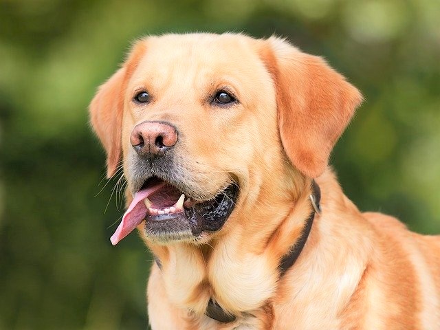 Worst Dogs for Apartments Labrador Retriever