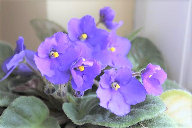 Are African Violets Poisonous to Cats?