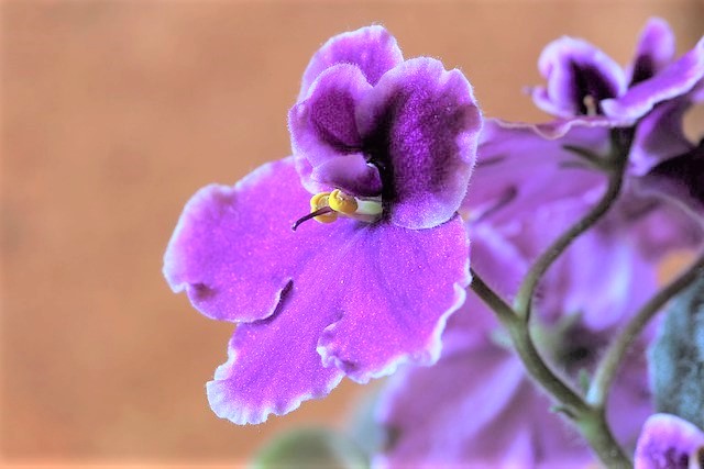 Are African Violets Poisonous to Dogs?