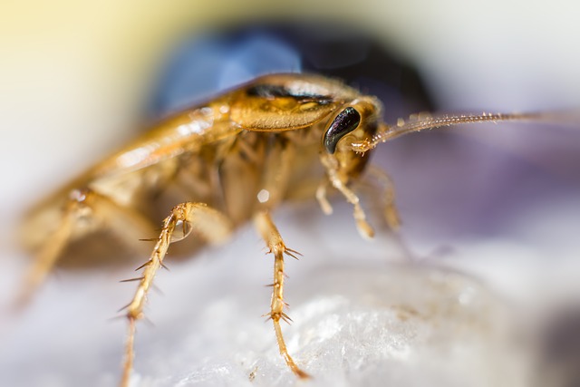 How Do Roaches Reproduce?