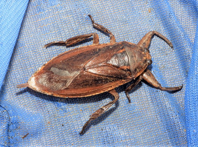 Water Bug That Looks Like a Cockroach