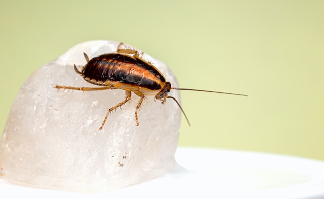 Difference Between Ground Beetle and Cockroach