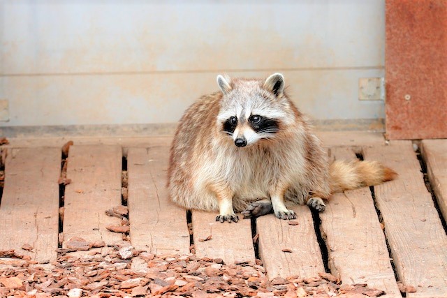 How to Get Rid of Racoons Under the House