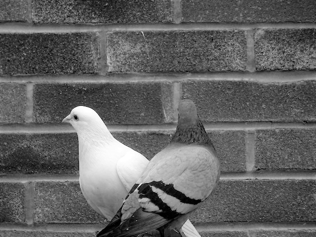 How to Get Rid of Pigeons Naturally