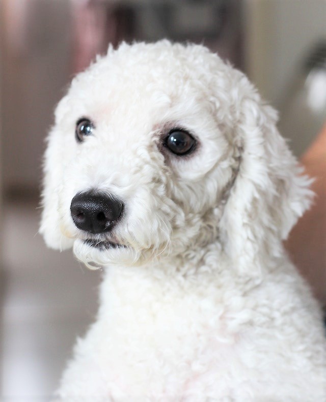 Best Dogs For NYC Apartments Poodle