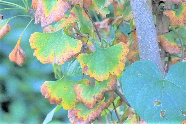 Edges of Leaves Turning Yellow