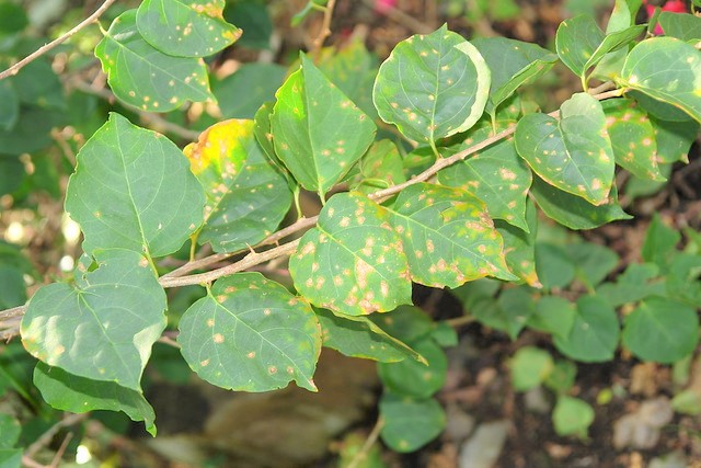 What Do Yellow Spots on Leaves Mean?
