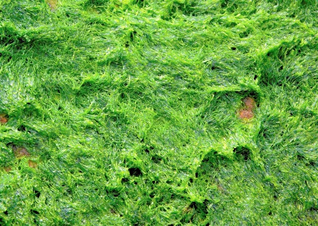 Algae Growth in NFT Nutrient Solution