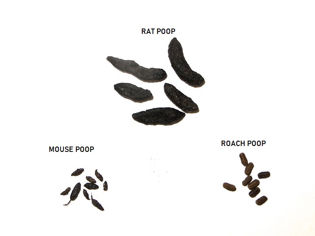 Cockroach Poop vs Mouse Poop