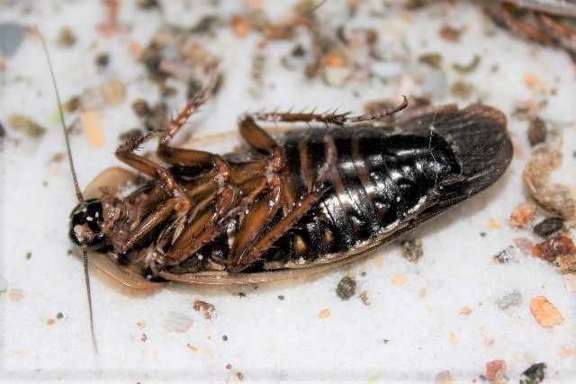 Cockroach poop images