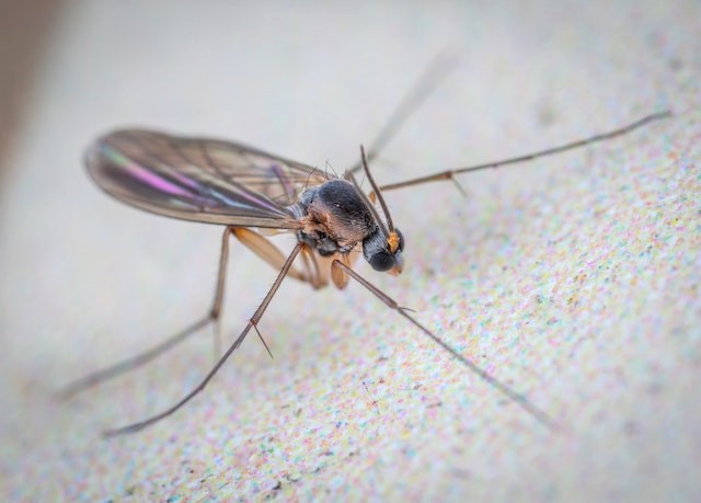 How to get rid of gnats without apple cider vinegar