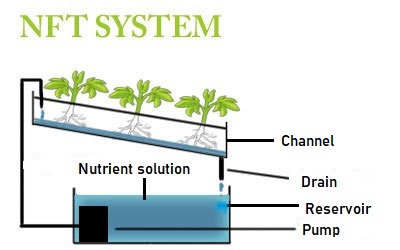 Nutrient Management in the Nutrient Film Technique