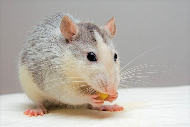 What Keeps Rats Away Naturally