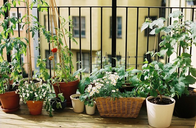 How to Make a Balcony Vegetable Garden
