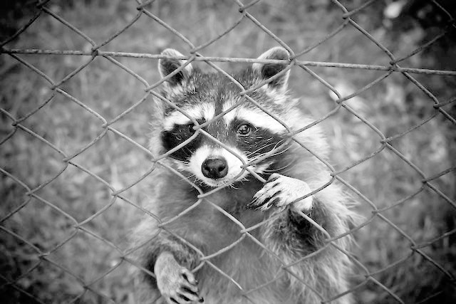 How to Get Rid of Raccoons Naturally