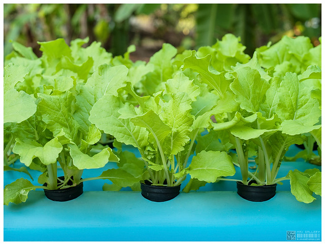 How to increase crop yields with NFT hydroponics