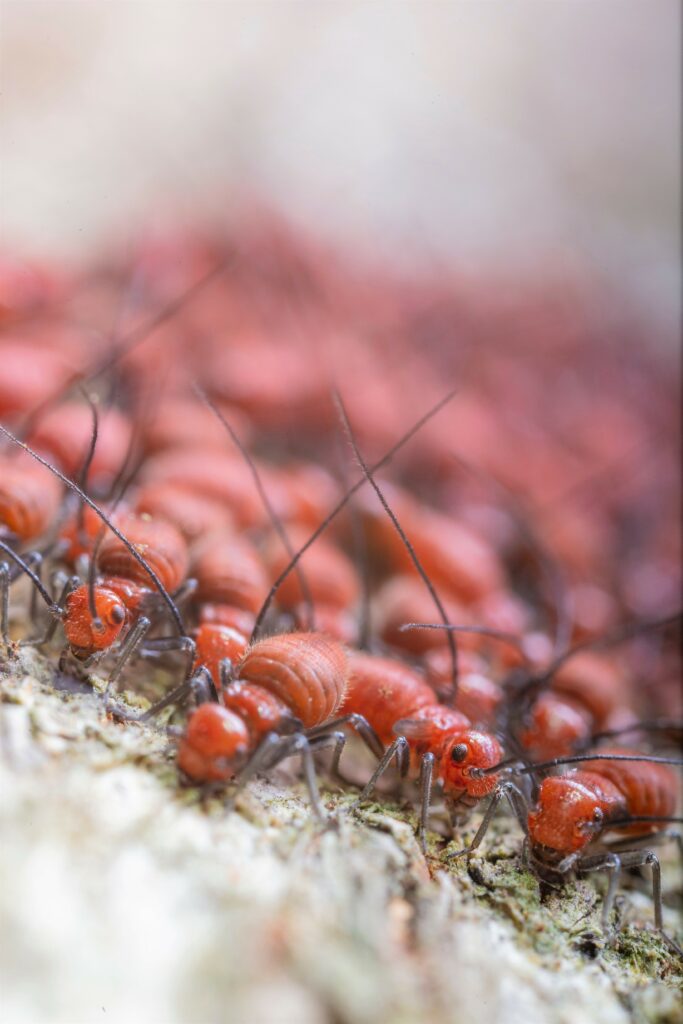 How to Get Rid of Termites in the House